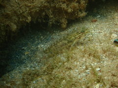 Coryphopterus glaucofraenum