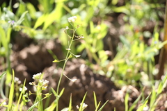 Capsella bursa-pastoris