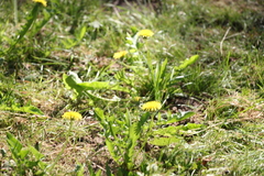 Taraxacum officinale