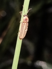 Photinus signaticollis