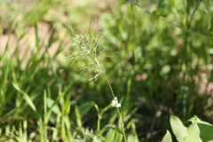 Poa bulbosa