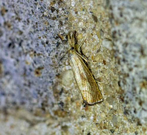 Lesser Vagabond Sod Webworm Moth photo 5