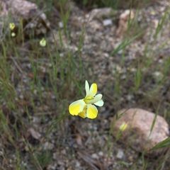 Hesperomecon linearis