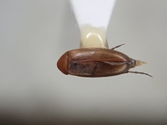 Anaspis rufa
