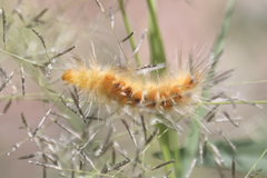 Pygarctia