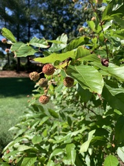 Cephalanthus occidentalis