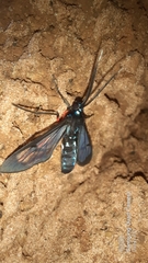 Cosmosoma subflamma