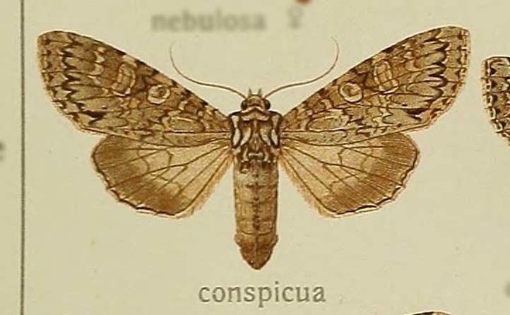 Polia vesperugo