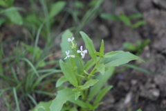 Chorispora tenella