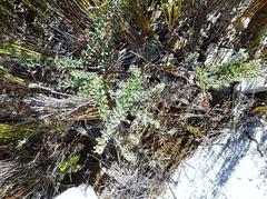 Indigofera sp11