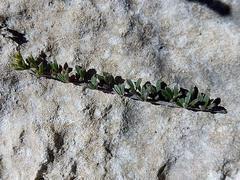 Indigofera sp11