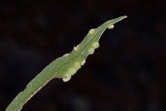Aceria massalongoi