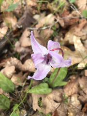 Erythronium hendersonii