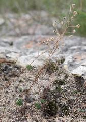 Eriospermum proliferum