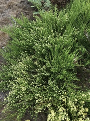 Baccharis pilularis consanguinea