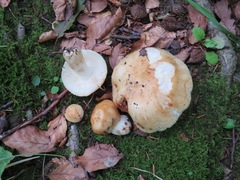 Russula subfoetens