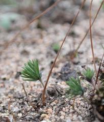 Eriospermum proliferum