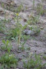 Ranunculus oxyspermus