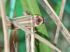 Photinus signaticollis