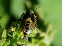 Heterogaster urticae