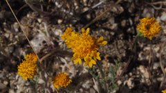 Chaenactis glabriuscula glabriuscula