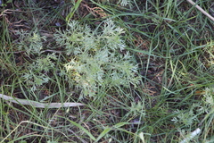 Artemisia austriaca
