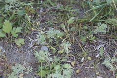 Artemisia austriaca