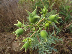 Argemone grandiflora