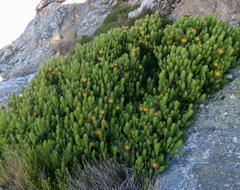 Leucadendron dregei