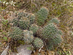 Coryphantha octacantha