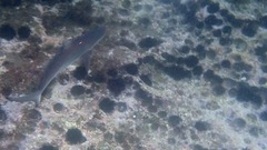 Carcharhinus obscurus