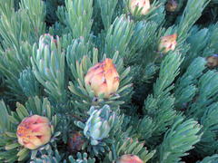 Leucadendron dregei