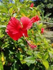 Hibiscus × archeri