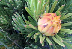 Leucadendron dregei