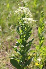 Lepidium draba