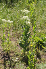 Lepidium draba