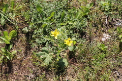 Ranunculus oxyspermus