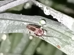 Photinus signaticollis