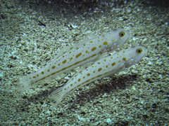 Valenciennea puellaris