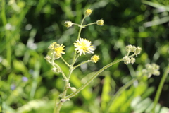 Crepis sancta