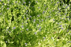 Asperugo procumbens