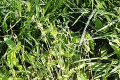 Holosteum umbellatum