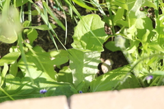 Holosteum umbellatum