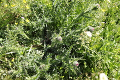 Carduus uncinatus