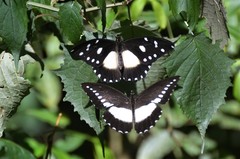 Papilio fuelleborni