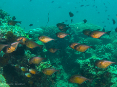 Pempheris vanicolensis