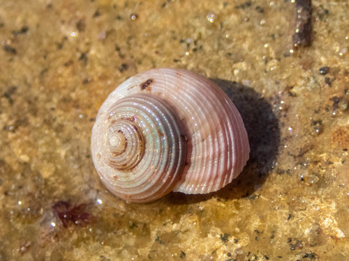 Greenland Topshell