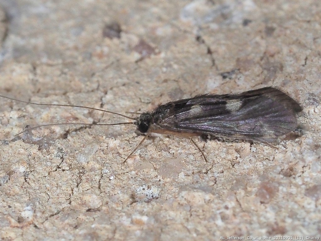 Cheumatopsyche pasella