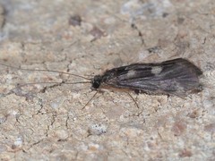 Cheumatopsyche pasella