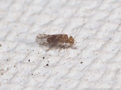 Lachesilla